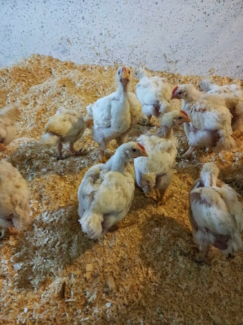 Weel Farms | 12299 County Rd 10, Stayner, ON L0M 1S0, Canada | Phone: (705) 716-5067