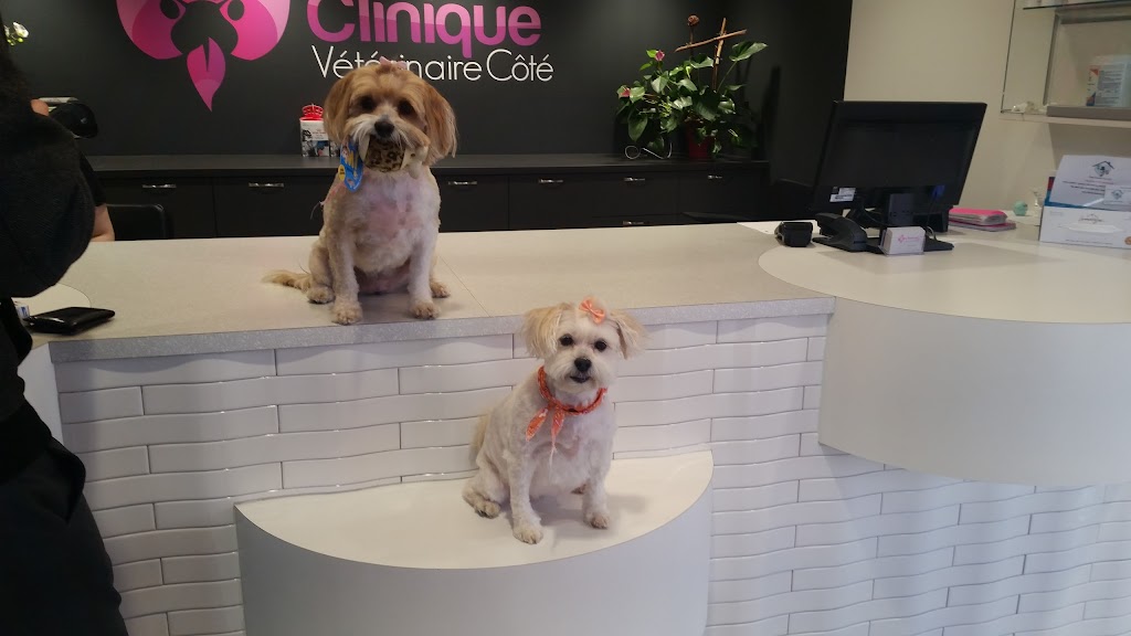 CLINIQUE VÉTÉRINAIRE CÔTÉ | 1 Rue Gauthier, Saint-Jérôme, QC J7Y 3B8, Canada | Phone: (450) 438-6091