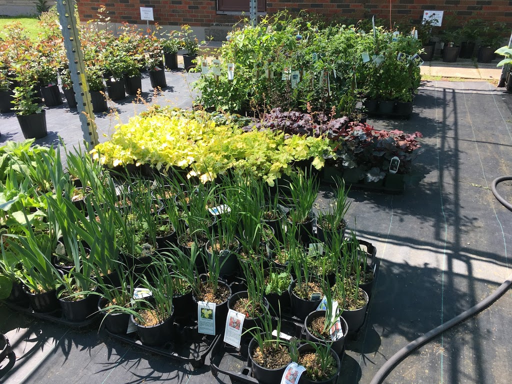 Arnolds Greenhouses | 9774 Winston Churchill Blvd, Norval, ON L0P 1K0, Canada | Phone: (905) 455-8382