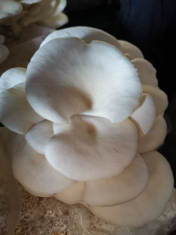 C & C Mushroom Farm | point of interest | 25857 All Weather Hwy, Summerside, PE C1N 5L4, Canada | 9026209862 OR +1 902-620-9862