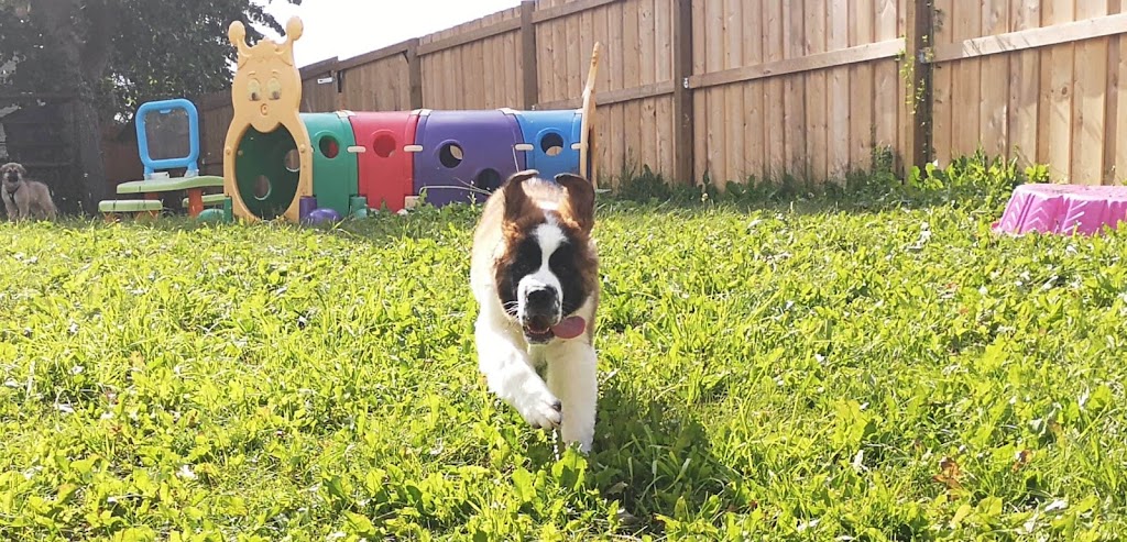Pawsitive Play Lounge | 130 9 Ave, Carstairs, AB T0M 0N0, Canada | Phone: (403) 337-8671
