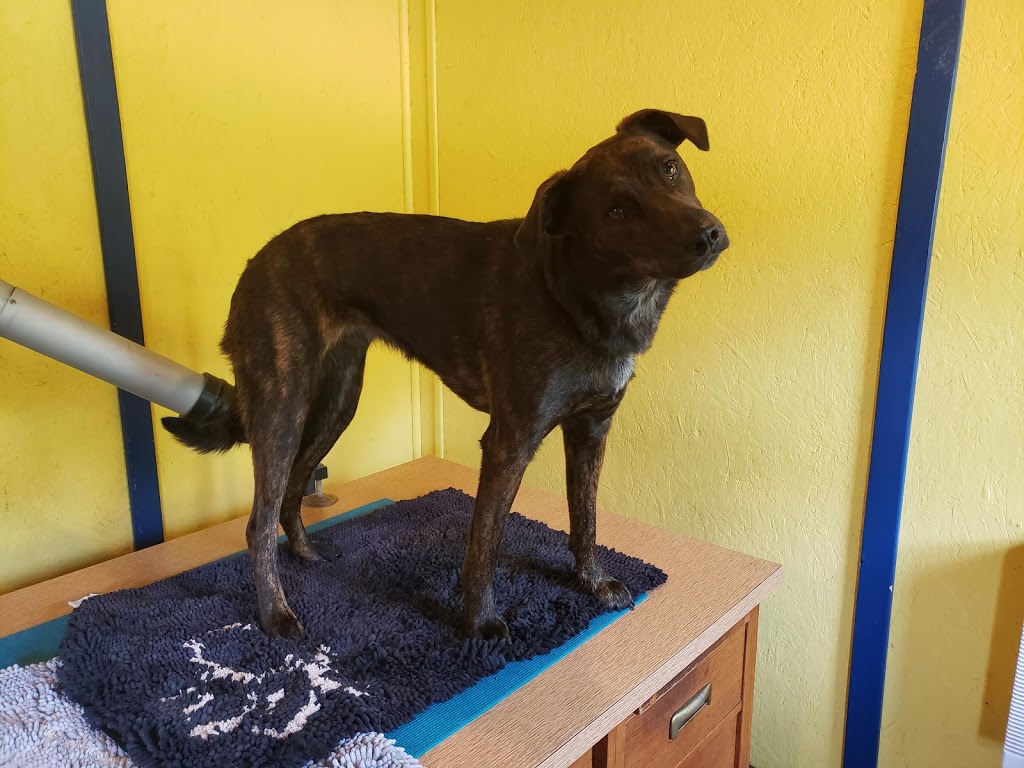PawsAtively Divine Pet Grooming | 136 NB-121, Bloomfield, NB E5N 7V1, Canada | Phone: (506) 653-7393