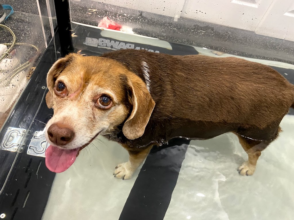 Mobility Matters Pet Rehabilitation | 2387 Lakeshore Rd W, Oakville, ON L6L 1H4, Canada | Phone: (905) 847-9424