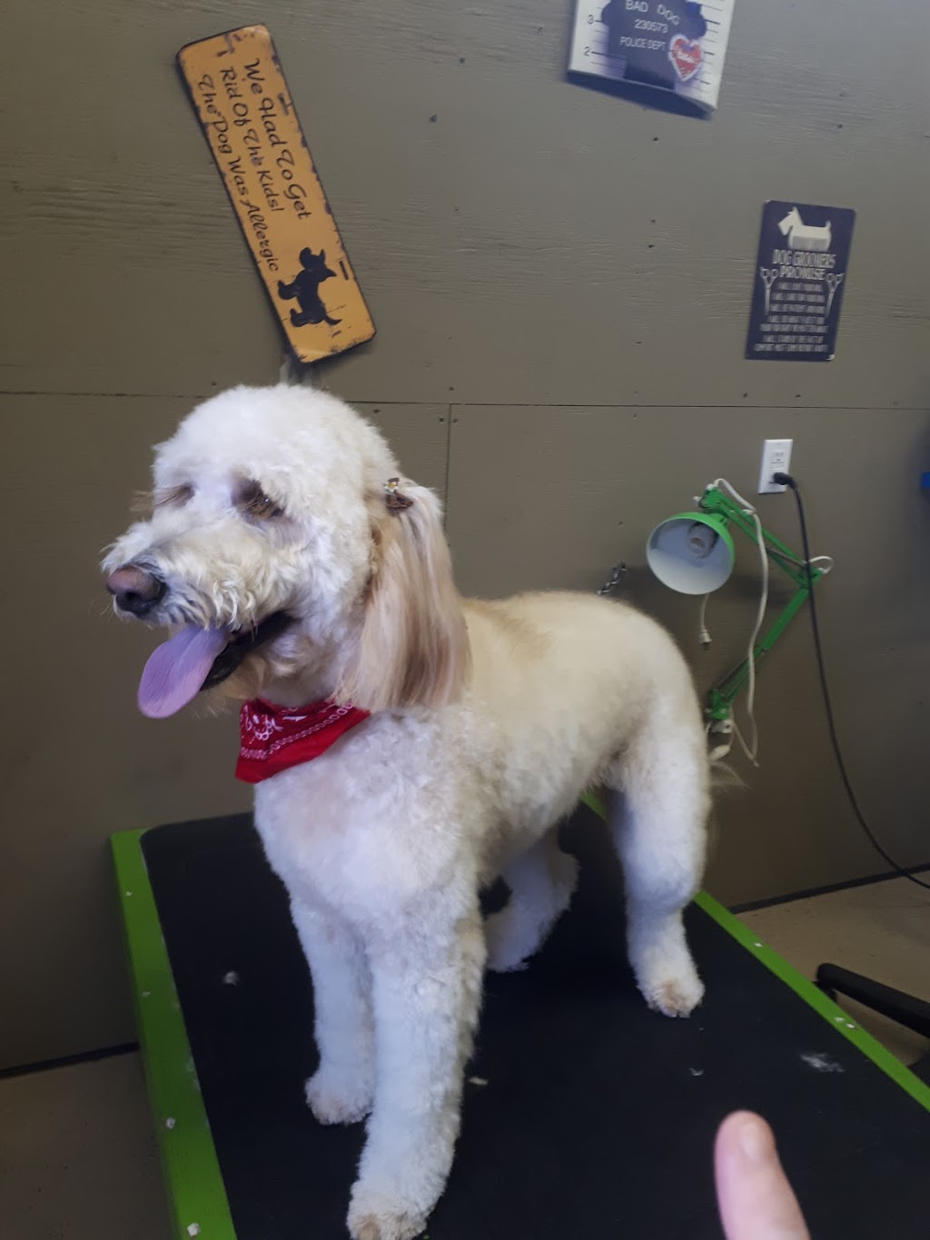 Puss & Pooch Grooming | 391 Cross Rd, Belmont, NS B0M 1C0, Canada | Phone: (902) 305-3450