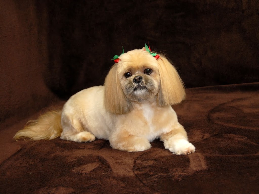 Pets N Groom Inc | 2501 Guelph Line, Burlington, ON L7M 2A3, Canada | Phone: (905) 335-7122
