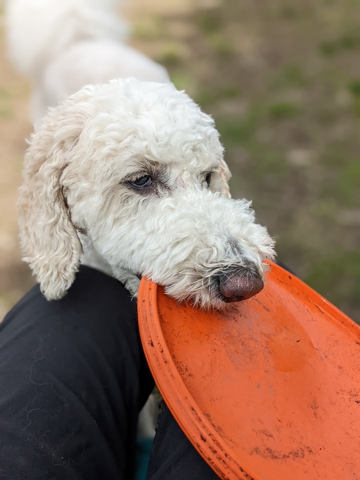 Pathfinder Pet Care & Dog Ranch | 13800 No. 3 Rd, Richmond, BC V7A 1X6, Canada | Phone: (778) 991-9169