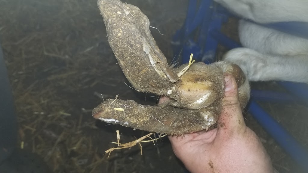 Bizarre Beasts Hoof Trimming | 458 Cambray Rd, Cambray, ON K0M 1E0, Canada | Phone: (705) 340-1869