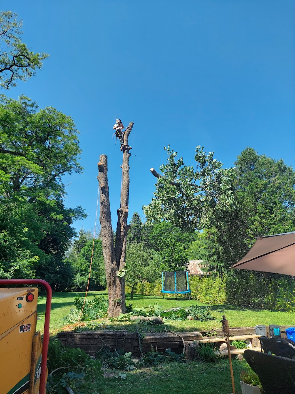 Branching Out Tree Services | 10 Pochon Ave, Port Hope, ON L1A 2X9, Canada | Phone: (905) 269-1673