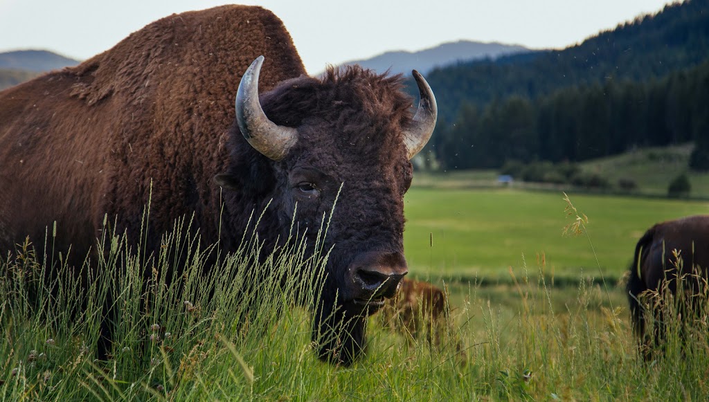 Turtle Valley Bison Company | 724 Squilax Turtle Valley Rd, Chase, BC V0E 1M1, Canada | Phone: (587) 888-2433