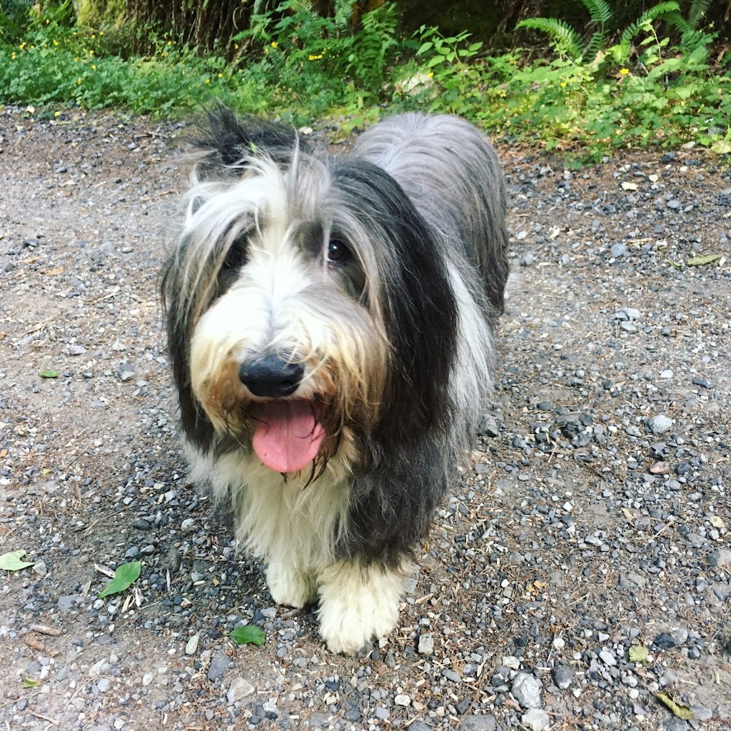 Happy Waggerz | West Vancouver, BC V7S 2C7, Canada | Phone: (604) 440-3553