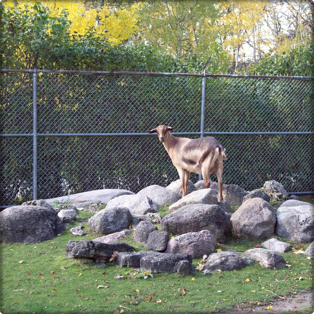 Eby Farmstead/Animal Farm | 5504 Laurel Trail, Waterloo, ON N2L 6B9, Canada | Phone: (519) 886-1550