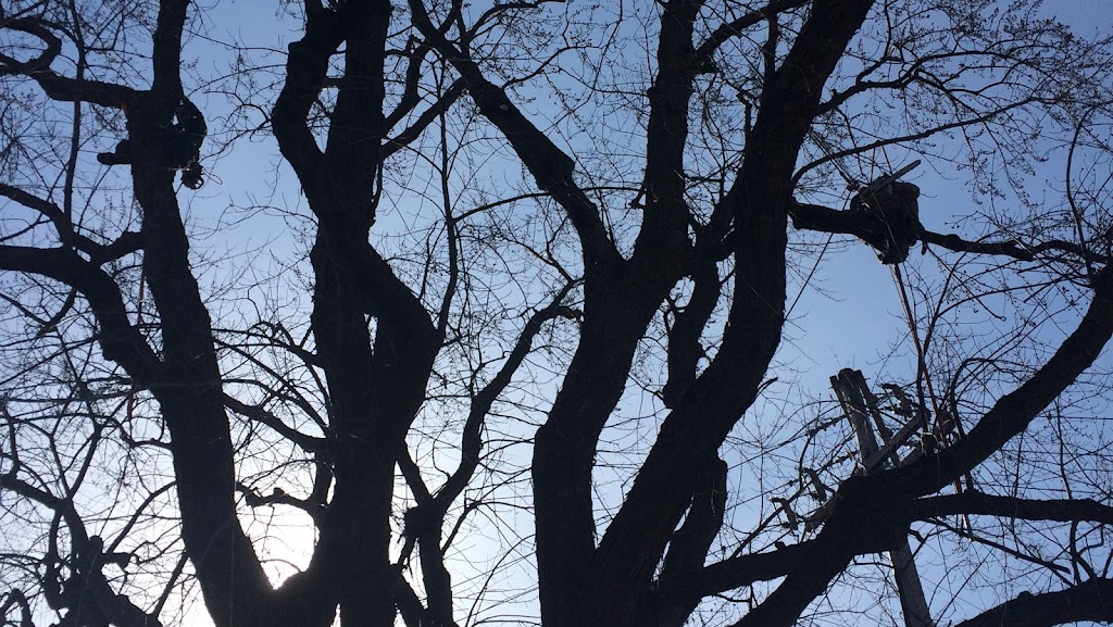 Arboriculture Thibault Inc. | 2994 Rte de lAéroport, Québec, QC G3K 1B3, Canada | Phone: (418) 657-0862