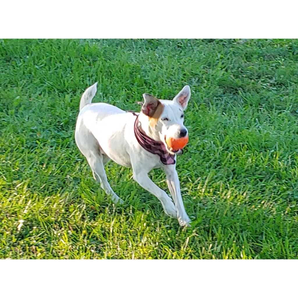 Pension canine Isabelle Bergeron (éducatrice canine) | 785 QC-202, Noyan, QC J0J 1B0, Canada | Phone: (514) 791-2794
