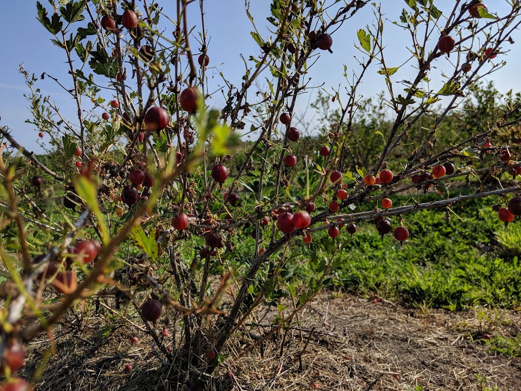 Harpers Rasberry U-Pick | 2937 Main St, Hillsborough, NB E4H 2X9, Canada | Phone: (506) 734-2360