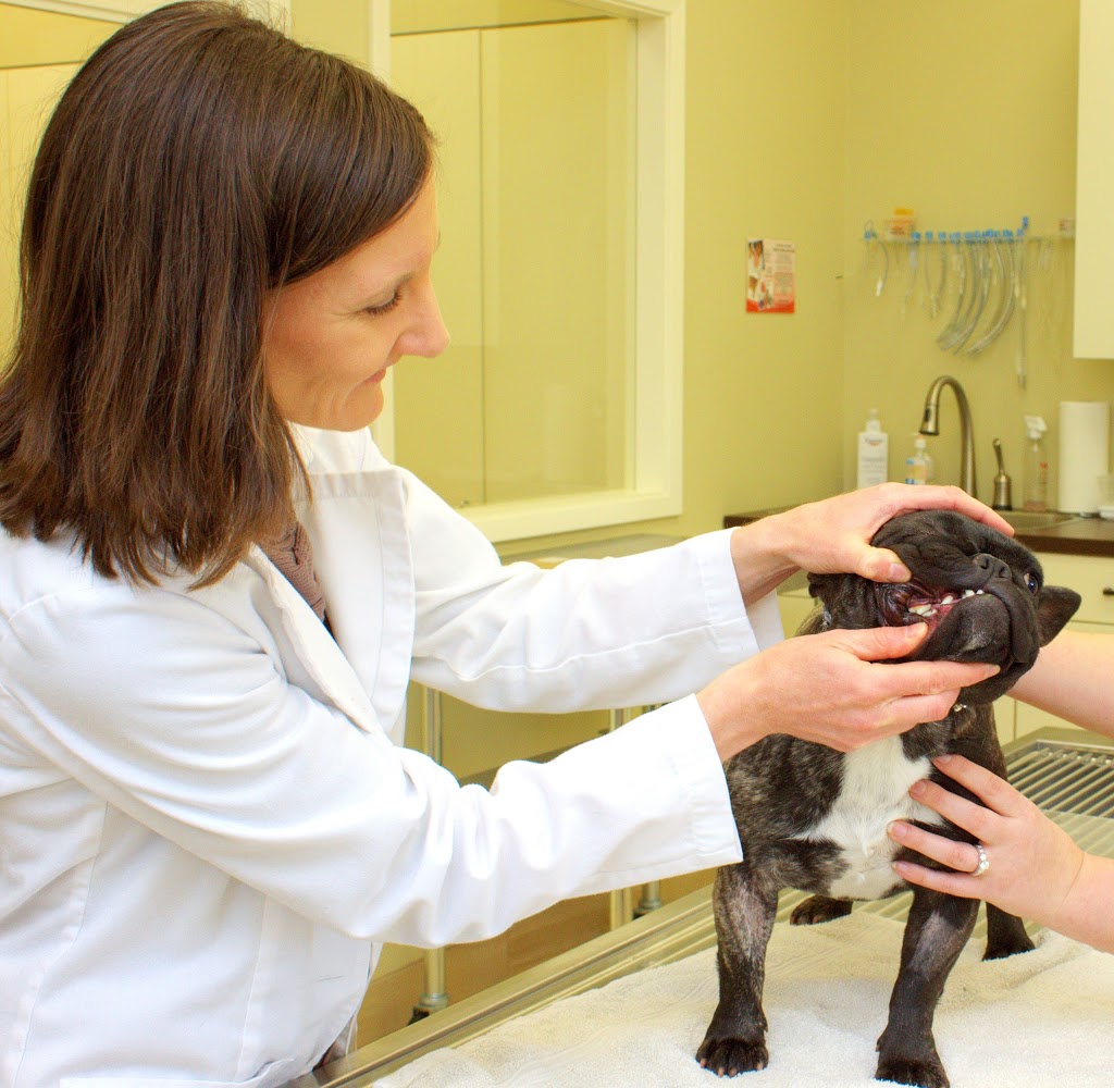 Bayview Wellington Veterinary Clinic | 15340 Bayview Ave b5, Aurora, ON L4G 7J1, Canada | Phone: (905) 503-7387