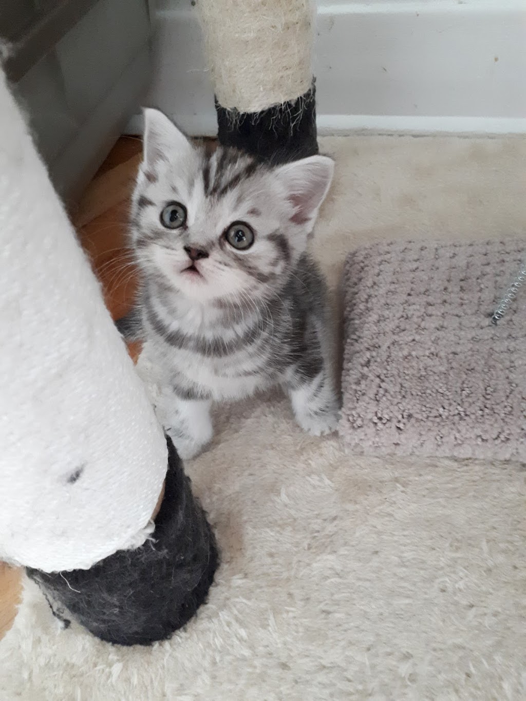 Scottish Cats of Montreal Lutus cattery | 5475 Avenue Westminster, Côte Saint-Luc, QC H4X 2A4, Canada | Phone: (438) 998-7057