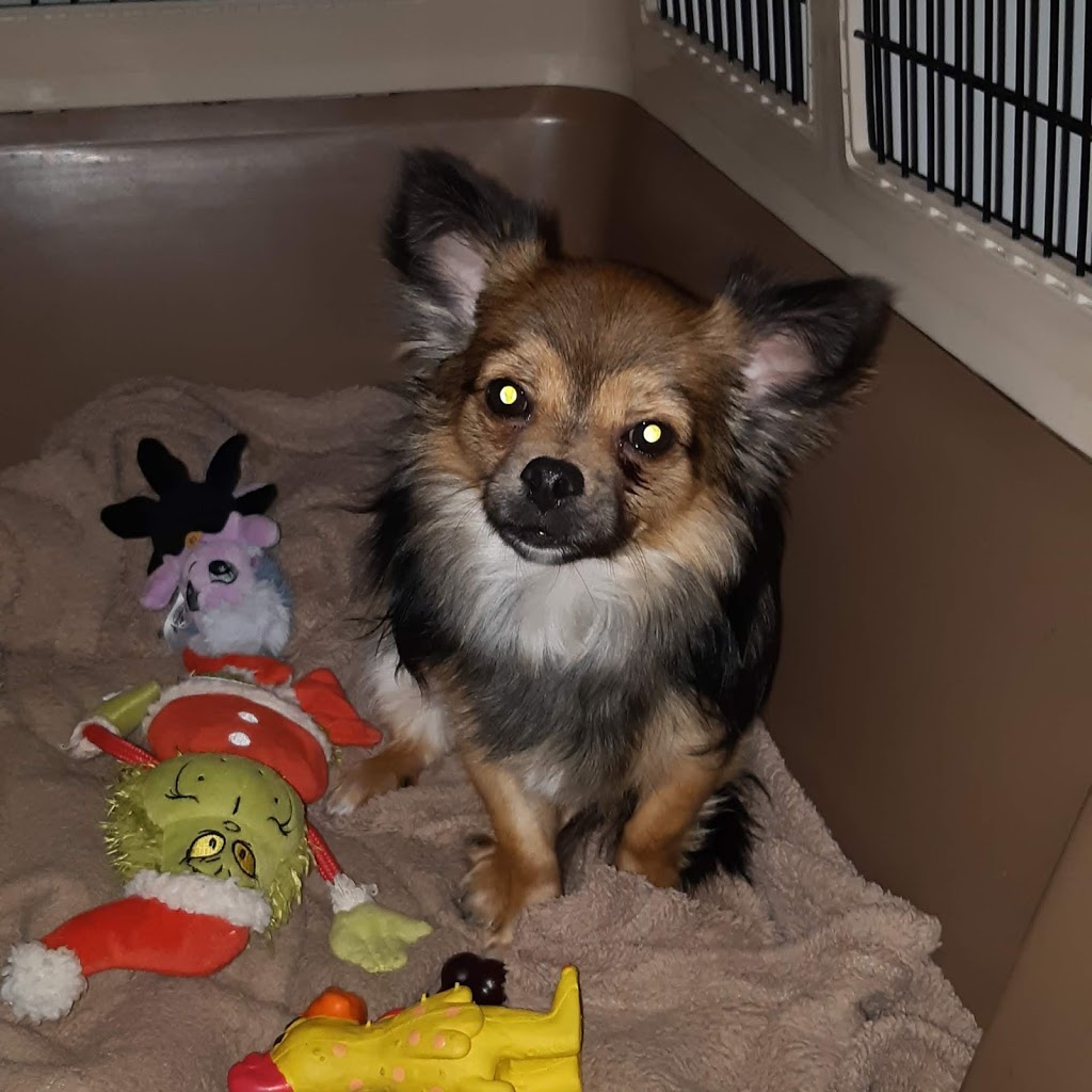 Denises Doggy Den & Walking Service | 991 Wild Pond Ln, Victoria, BC V9C 4M7, Canada | Phone: (250) 812-5339