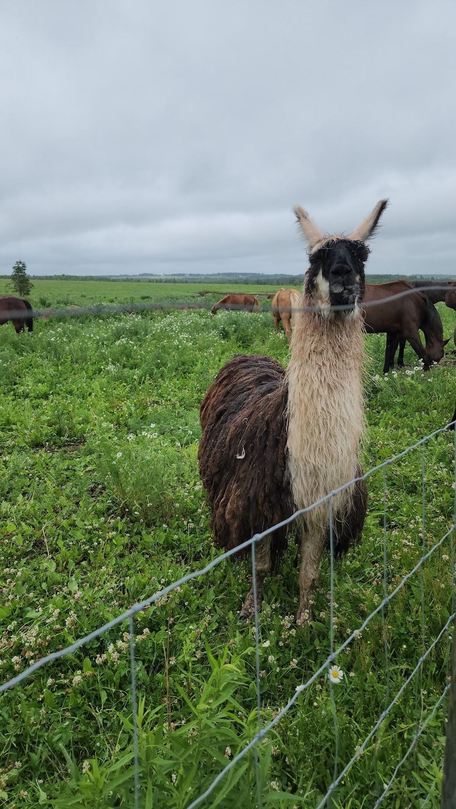Moonlight Animal Sanctuary (Horse) | 69 Mitchell Rd, Cardigan, PE C0A 1G0, Canada | Phone: (902) 969-0397