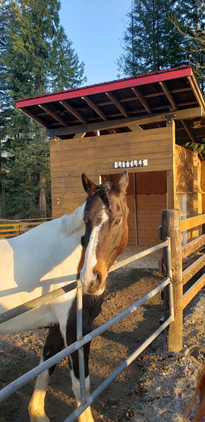 Mission Horse Boarding | 14323 Kontney Rd, Mission, BC V2V 0B8, Canada | Phone: (604) 785-7720