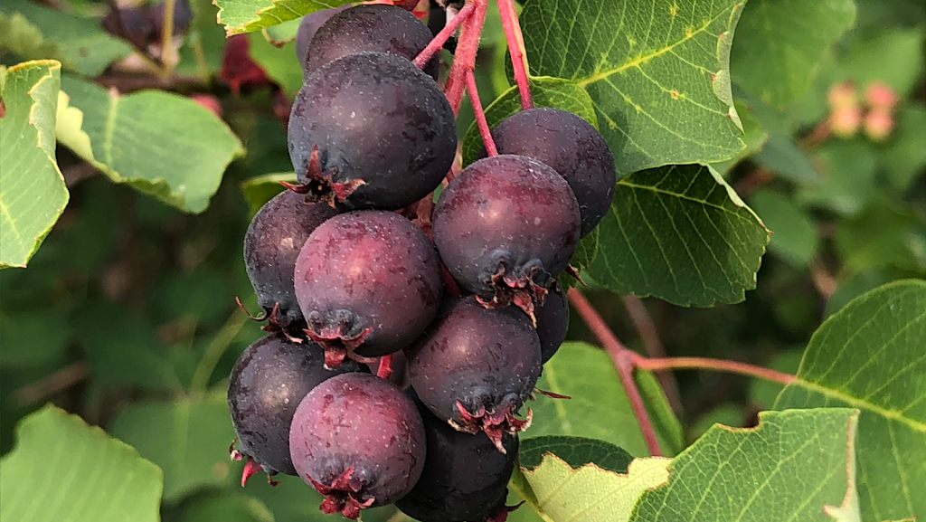 Purple Berry Orchard | Perimeter Hwy, Manitoba R0H 1E0, Canada | Phone: (204) 461-2623