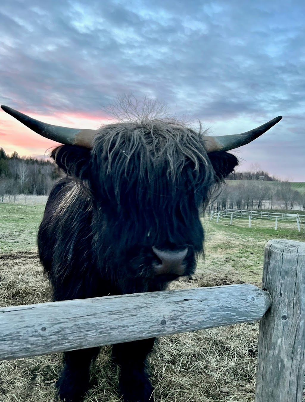 Ther-Hart Ranch | 2050 Chem. Lagueux, Stanstead, QC J0B 3E1, Canada | Phone: (819) 238-4701