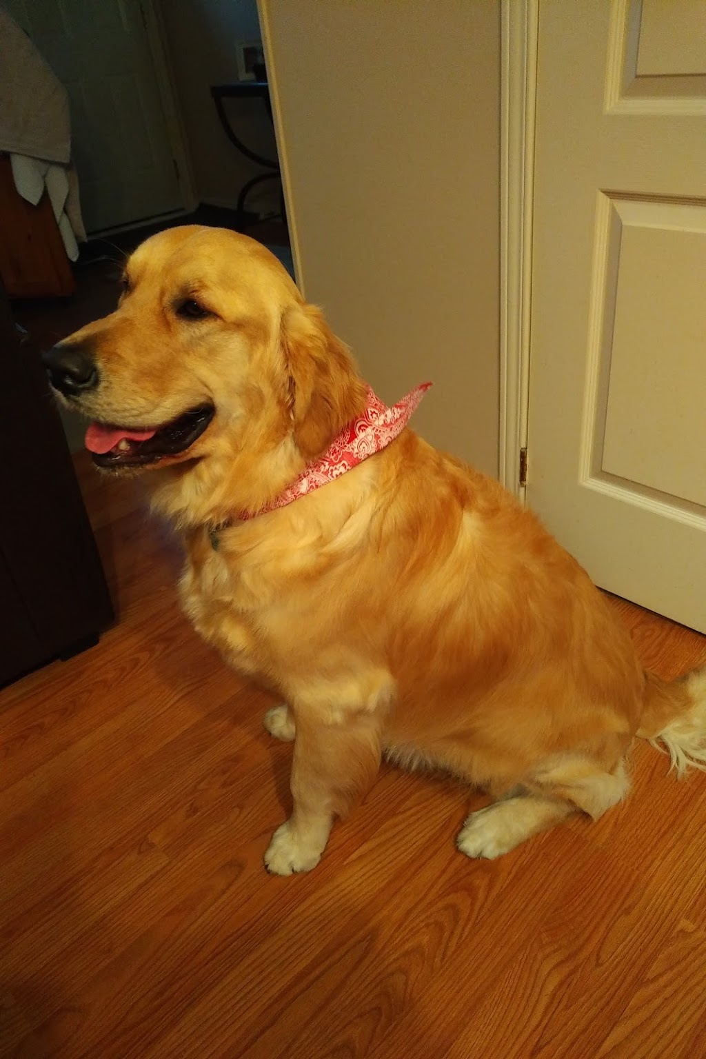Dogs By Daisy | 600 Upper Wellington St, Hamilton, ON L9A 3P9, Canada | Phone: (905) 318-6446
