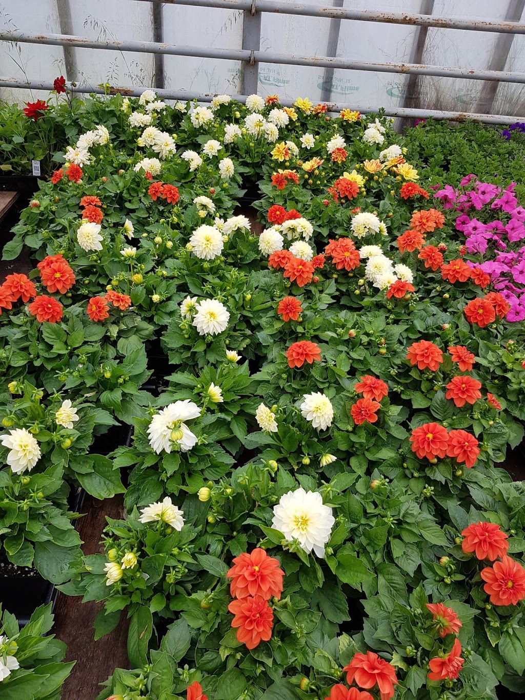 Holland Nurseries | 401 Torbay Rd, St. Johns, NL A1A 5C9, Canada | Phone: (709) 726-1283