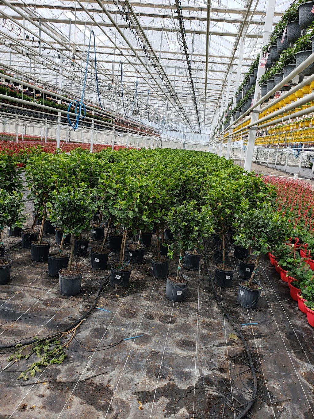DeVry Greenhouses Picture Butte | 210067 Hwy 519, Picture Butte, AB T0K 1V0, Canada | Phone: (403) 732-5400