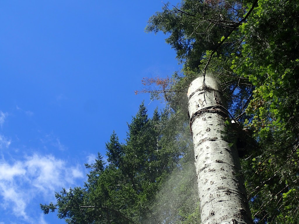 Tree Craft | 2793 Penrith Ave, Cumberland, BC V0R 1S0, Canada | Phone: (250) 898-9998