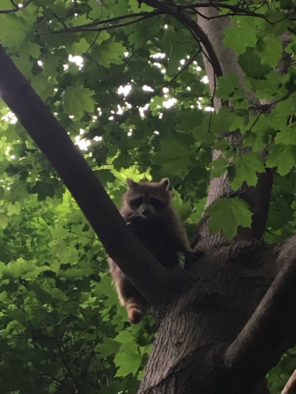 Back to the Woods Wildlife | 120 Terry Clayton Ave, Beaverton, ON L0K 1A0, Canada | Phone: (647) 926-1303