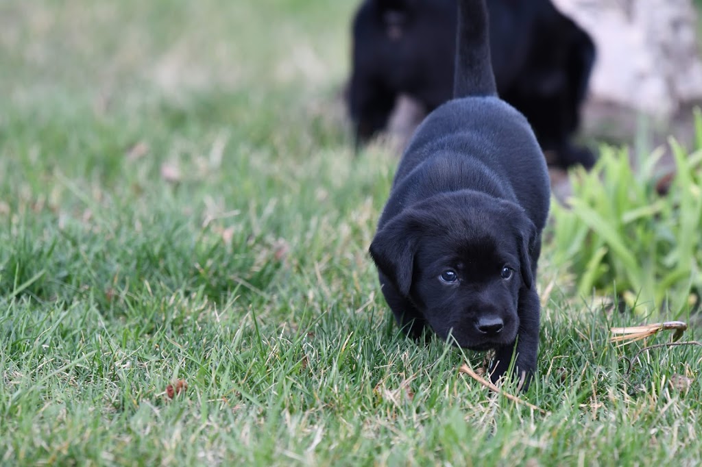 Club Mead Labradors | 2021 10 ave, Spruce View, AB T0M 1V0, Canada | Phone: (780) 387-0413