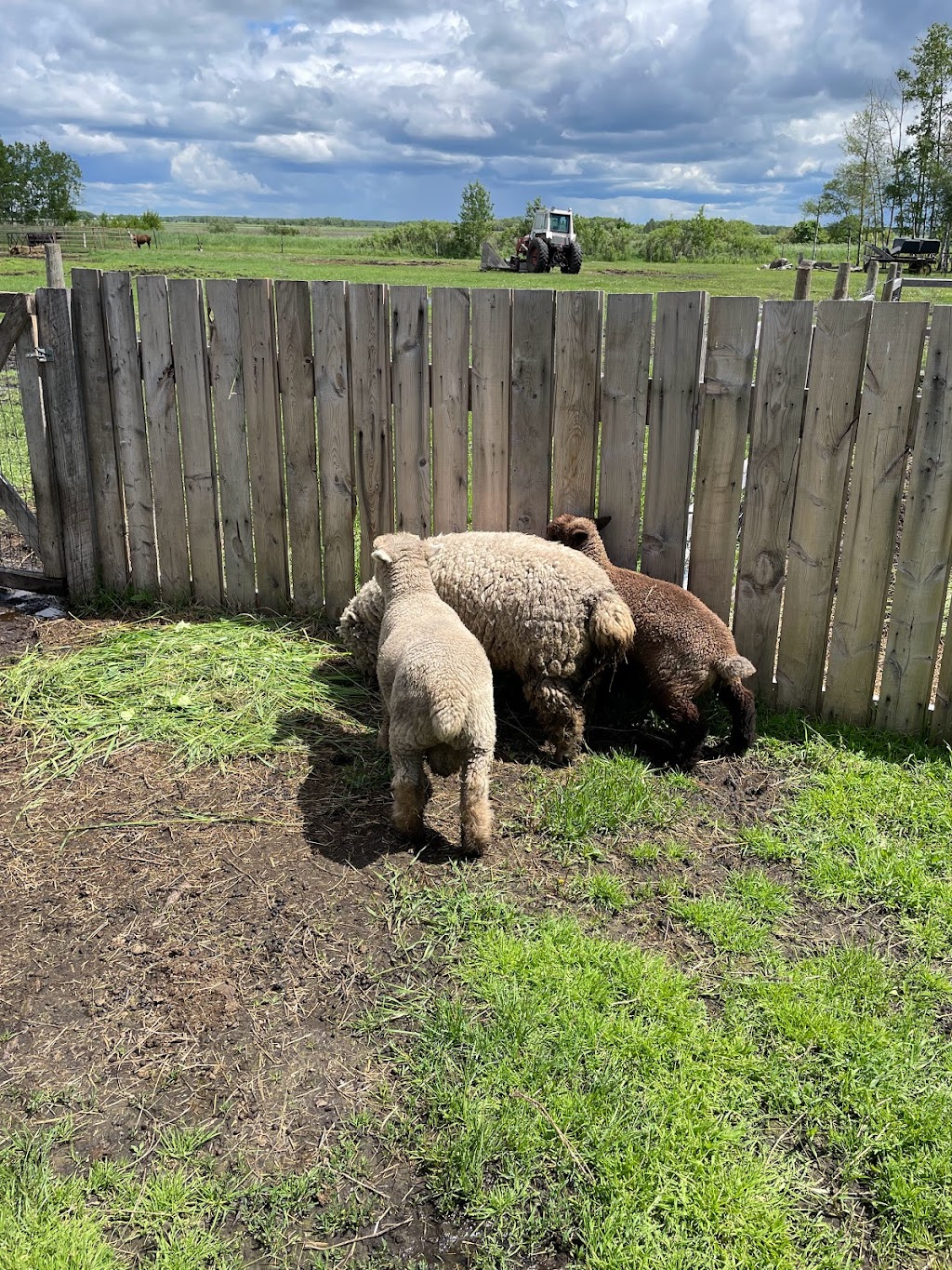 Mini Acres Ranch | Box 56, McCreary, MB R0J 1B0, Canada | Phone: (204) 647-0604