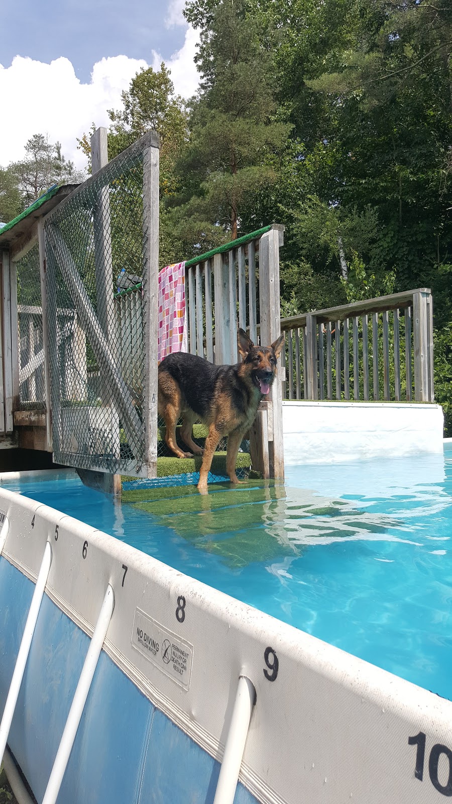 Canine Country Kennels | 8331 10th Line, Barrie, ON L4M 4S4, Canada | Phone: (705) 725-9099