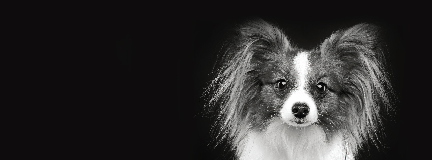 Bark & Fitz Dog & Cat | 2500 Appleby Line, Burlington, ON L7L 0A2, Canada | Phone: (905) 335-7036
