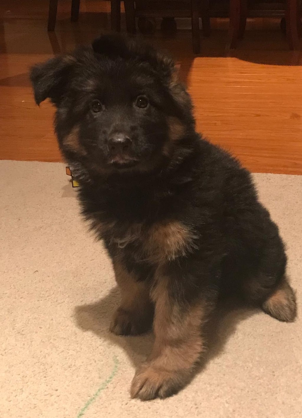 Ahornblatt German Shepherds | 13604 Guelph Line, Campbellville, ON L0P 1B0, Canada | Phone: (416) 272-7264