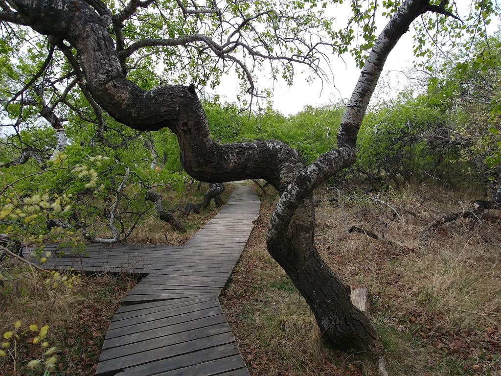 The Crooked Bush | Alticane, SK S0M 0A0, Canada | Phone: (306) 549-2331