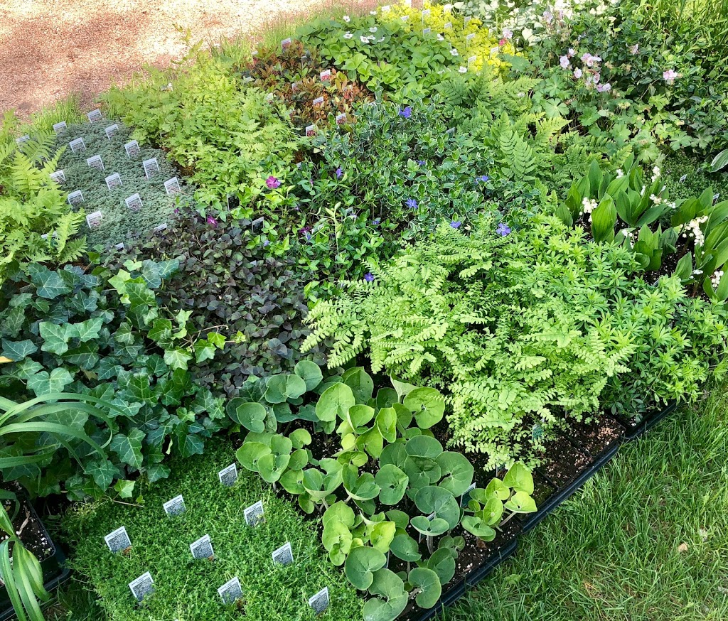 Ground Covers Unlimited | 1045 Porter Rd, Bethany, ON L0A 1A0, Canada | Phone: (705) 277-3005