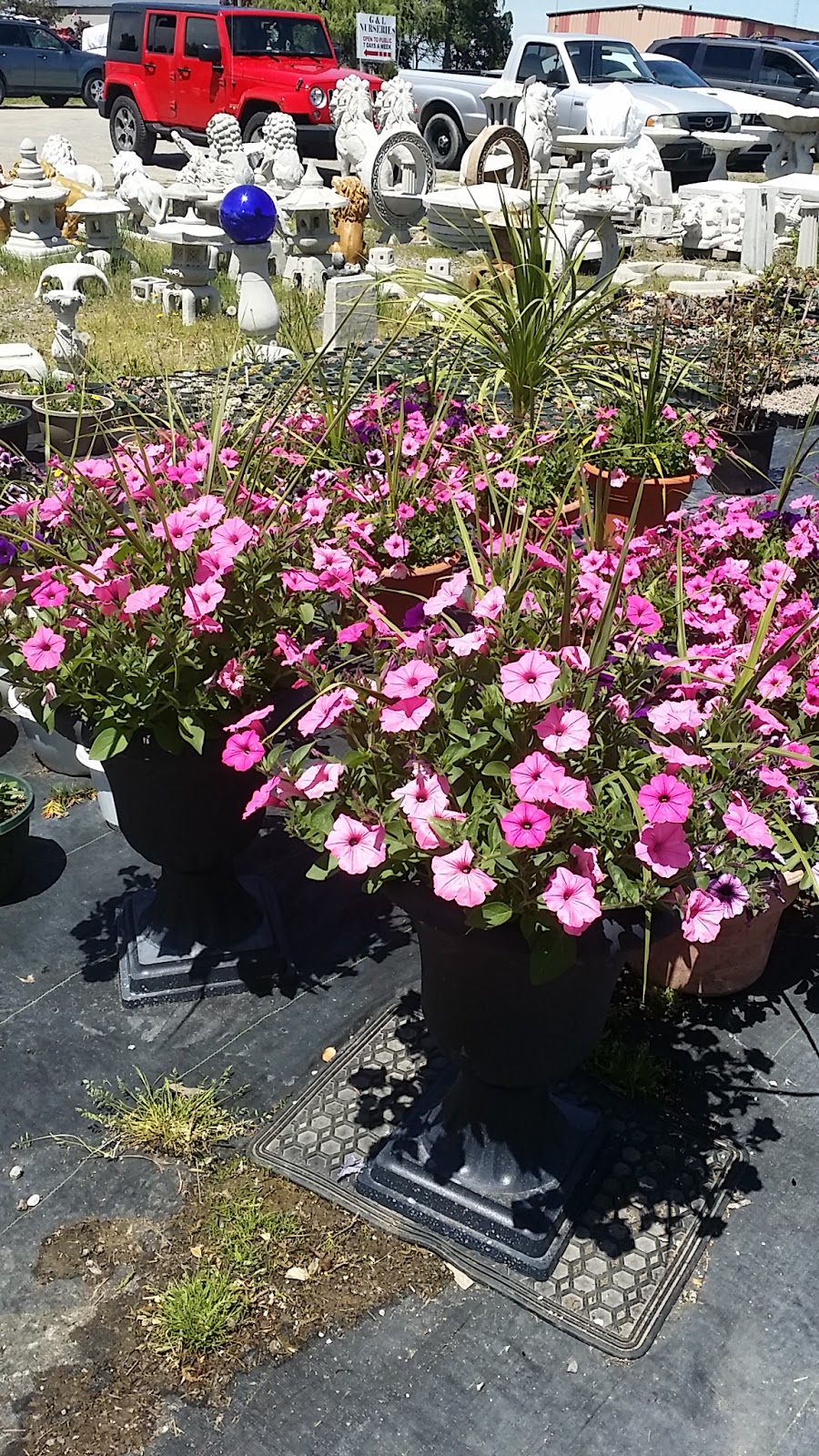 G & L Nurseries | 7294 RR 20, Smithville, ON L0R 2A0, Canada | Phone: (905) 957-6471