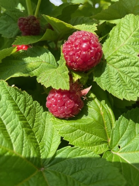 Blue Mountain Berry Co. | 220 Victoria St S, Thornbury, ON N0H 2P0, Canada | Phone: (519) 377-0551