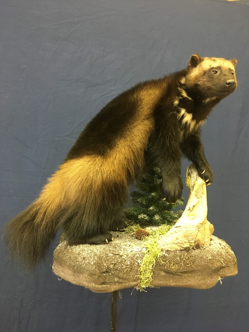 Extreme Taxidermy | 10379 109 Ave, Westlock, AB T7P 1G8, Canada | Phone: (780) 349-5412