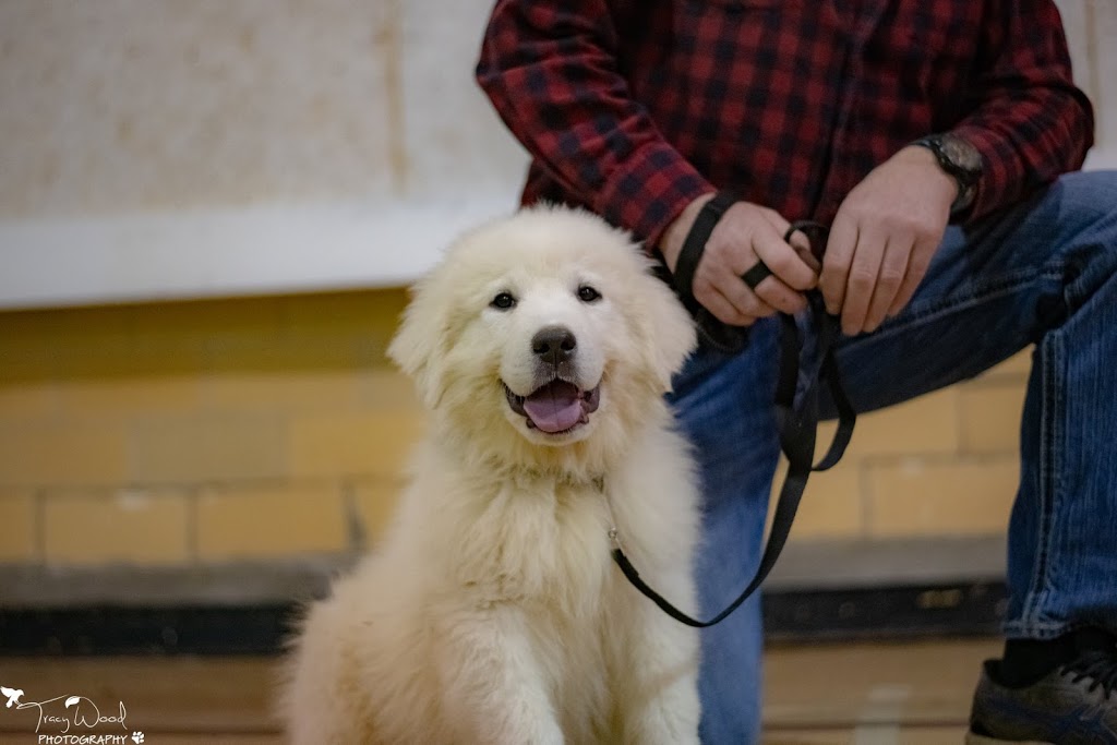 Flash Go. Dog Training | 2886 London Line, Sarnia, ON N7T 7H2, Canada | Phone: (519) 466-5819