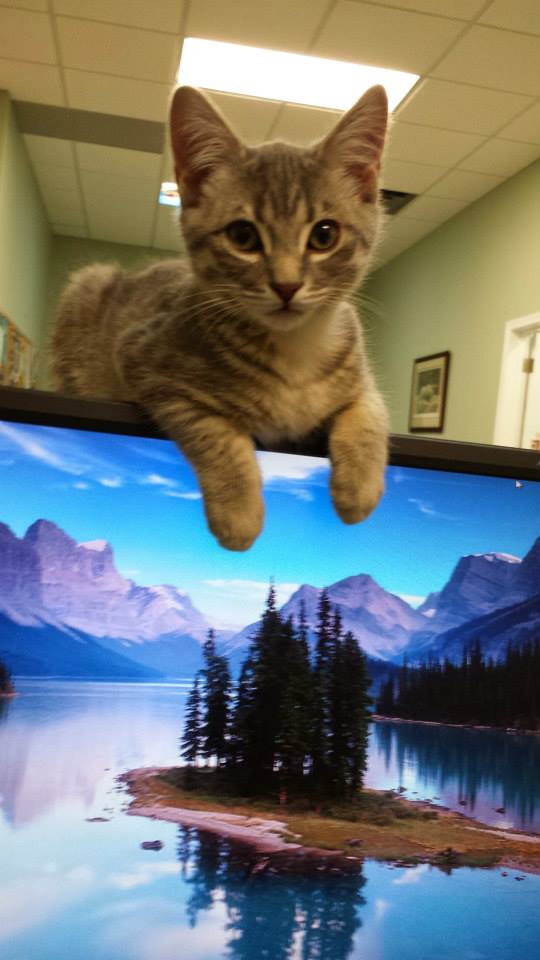 Regent Avenue Veterinary Clinic | 1600 Regent Ave W, Winnipeg, MB R2C 3B5, Canada | Phone: (204) 668-7594
