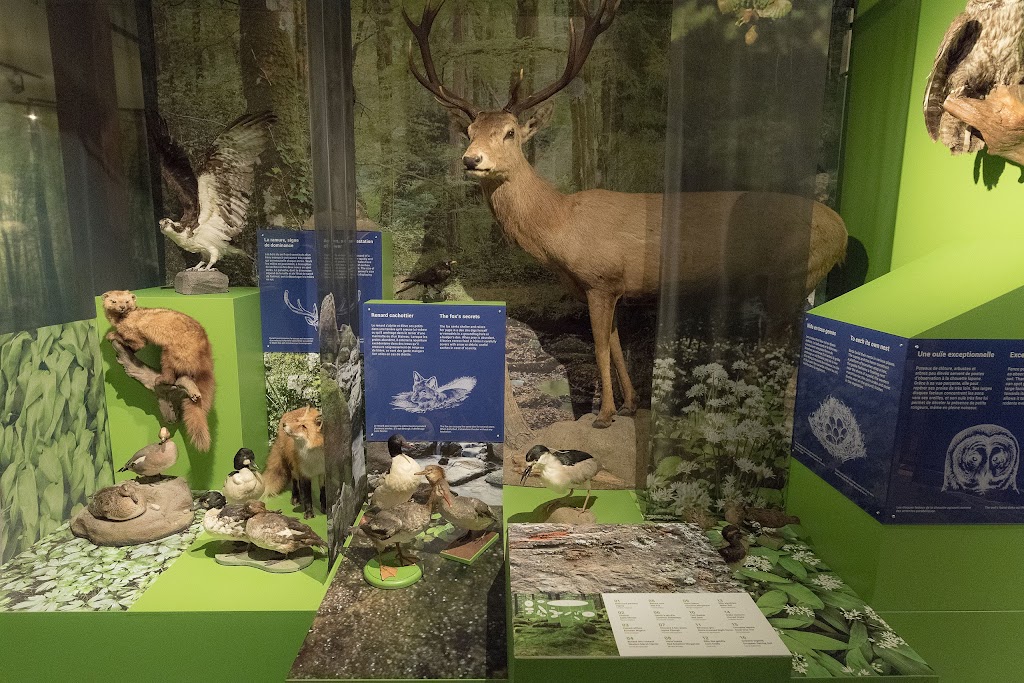 Animalium par Selenia - Musée - Museum | 95 Chem. Napoléon, Mont-Tremblant, QC J8E 2G5, Canada | Phone: (819) 717-3913