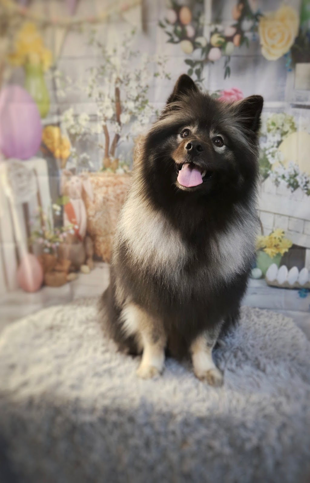 Bark Rinse Repeat | 1844 Mountain Rd, Moncton, NB E1G 1A9, Canada | Phone: (506) 295-7415
