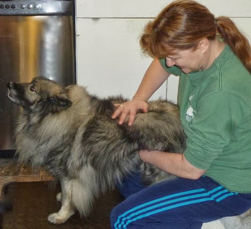Mueller Animal Chiropractic | 207 Bayside Rd, Bellingham, WA 98225, USA | Phone: (360) 738-3763