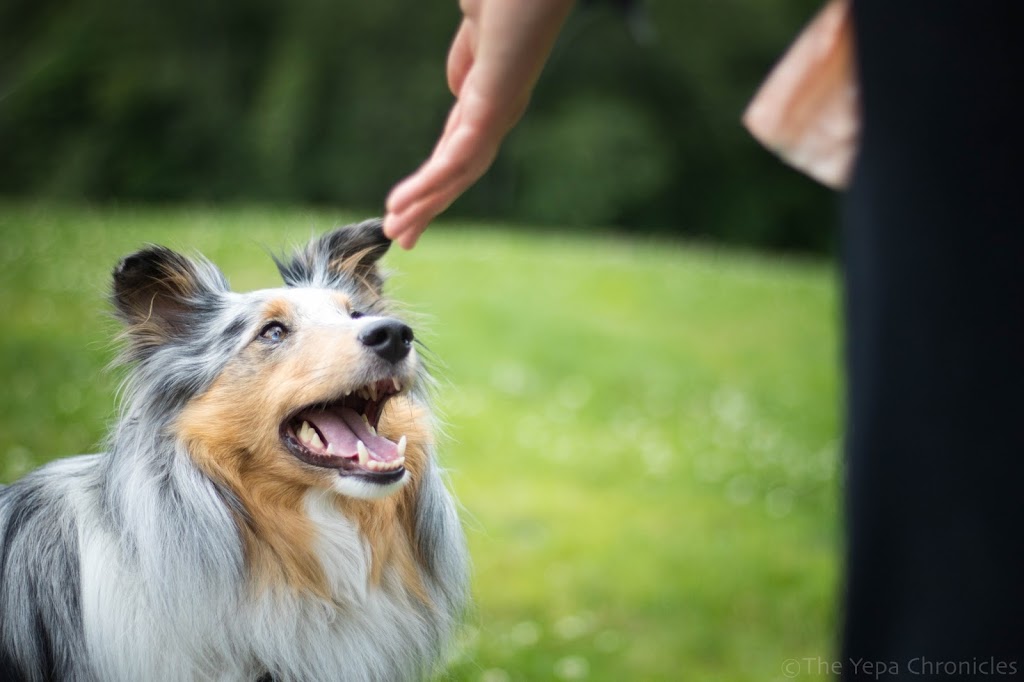 Sirius Sports Canins | 1404 Rue Shefford, Bromont, QC J2L 1E1, Canada | Phone: (450) 525-5051