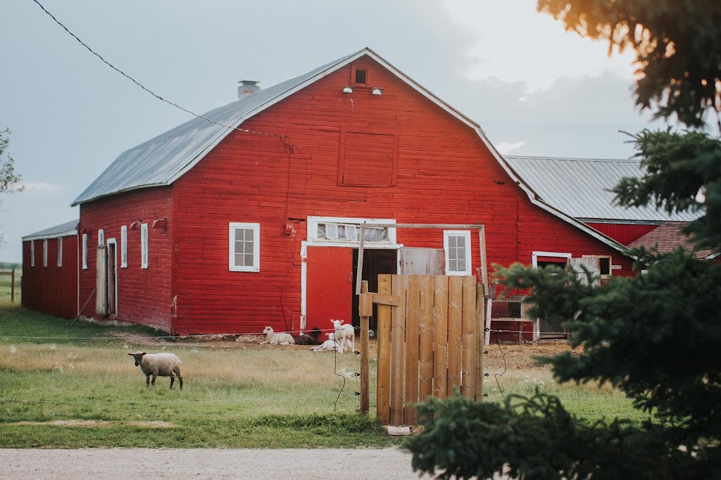 Ferme Fiola Farm | 50178 Municipal Rd 41e, Ste-Geneviève, MB R5J 0B9, Canada | Phone: (204) 422-5967