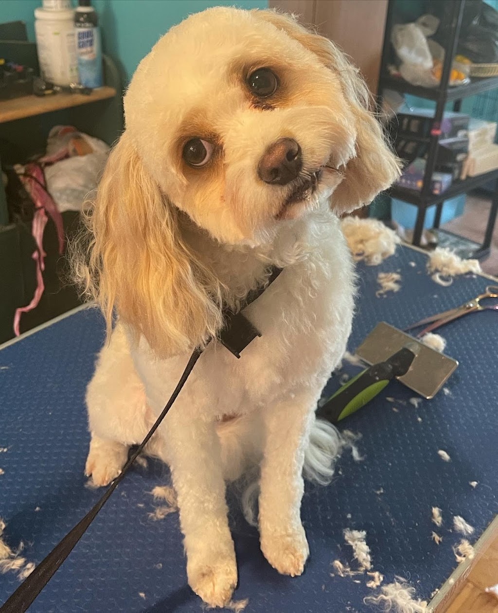 All for the woof | 5324 Main St, Orono, ON L0B 1M0, Canada | Phone: (289) 830-2281