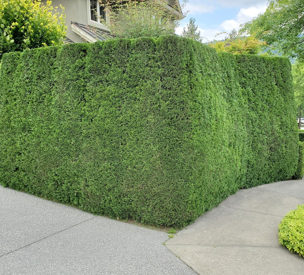 Paragon Lawn and Landscape Ltd | 36417 Country Pl, Abbotsford, BC V3G 1M2, Canada | Phone: (778) 241-8962