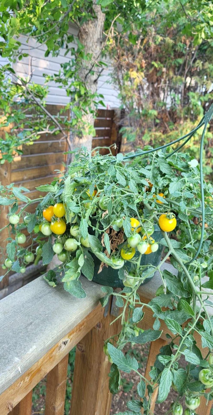 Dan’s Greenhouses | 102 43 St S, Lethbridge, AB T1J 4P7, Canada | Phone: (403) 327-3271
